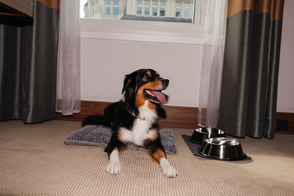 Hund auf Hundematte im Hotelzimmer / Dog on a dog mat in the hotel room